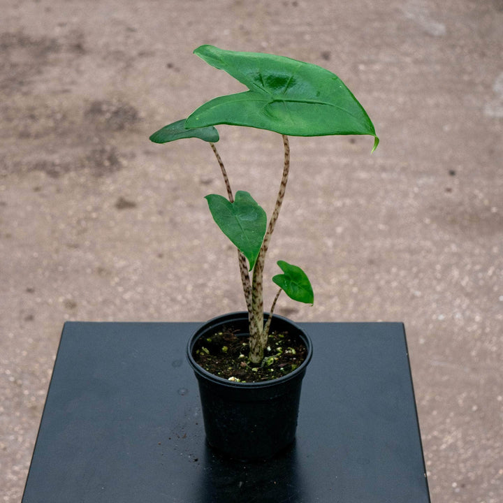 Gabriella Plants Alocasia 4" Alocasia zebrina