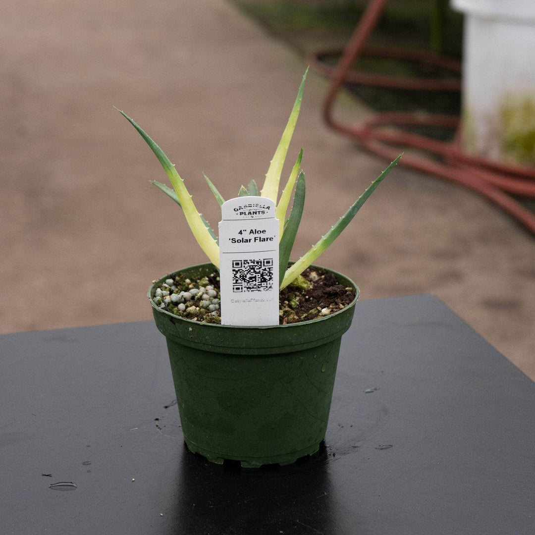 Gabriella Plants All 4" Aloe ‘Solar Flare’