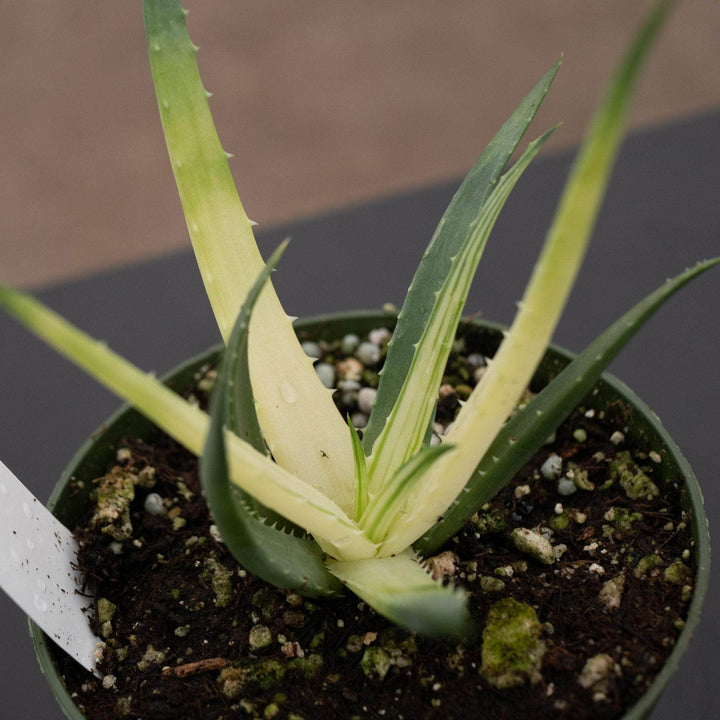 Gabriella Plants All 4" Aloe ‘Solar Flare’