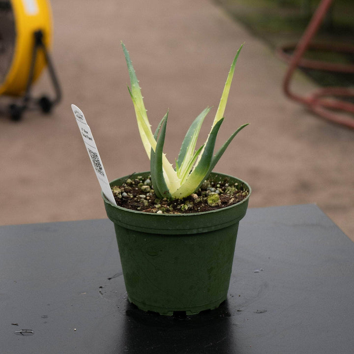 Gabriella Plants All 4" Aloe ‘Solar Flare’