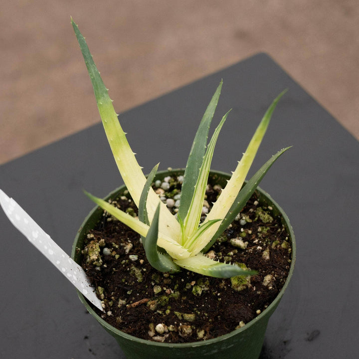 Gabriella Plants All 4" Aloe ‘Solar Flare’