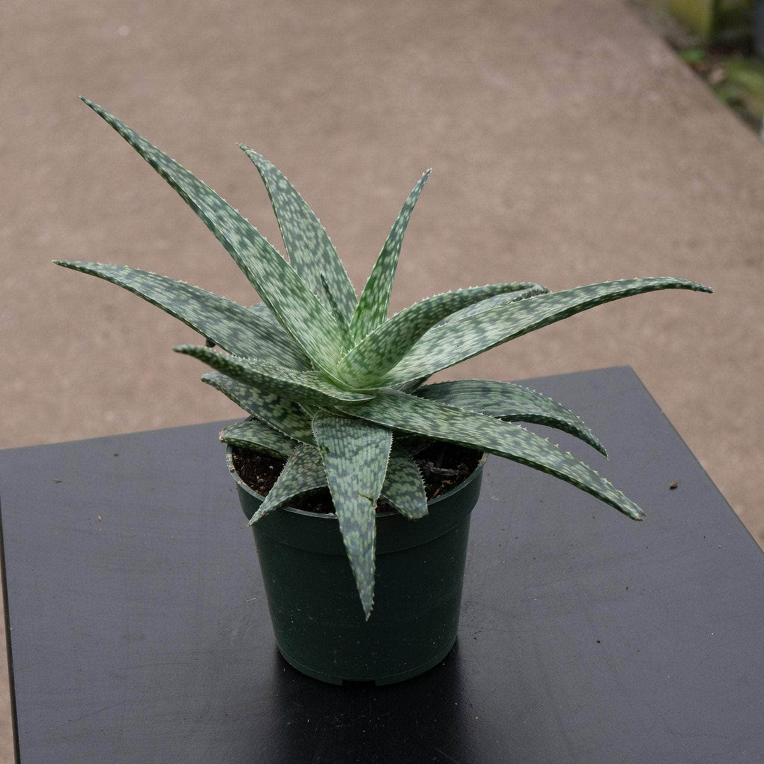 Gabriella Plants Succulent 4" Aloe 'White Fox'