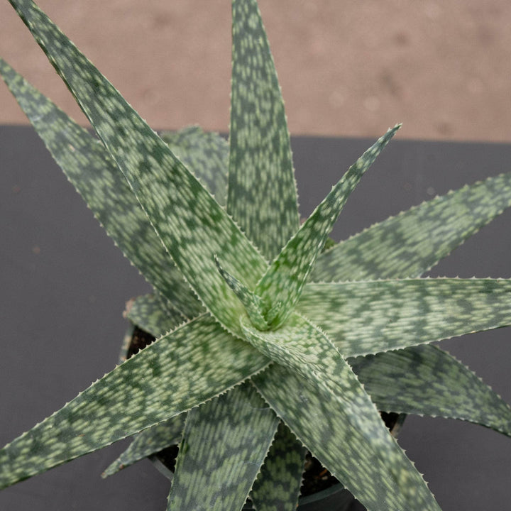 Gabriella Plants Succulent 4" Aloe 'White Fox'