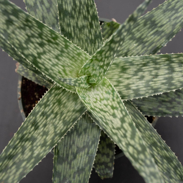 Gabriella Plants Succulent 4" Aloe 'White Fox'