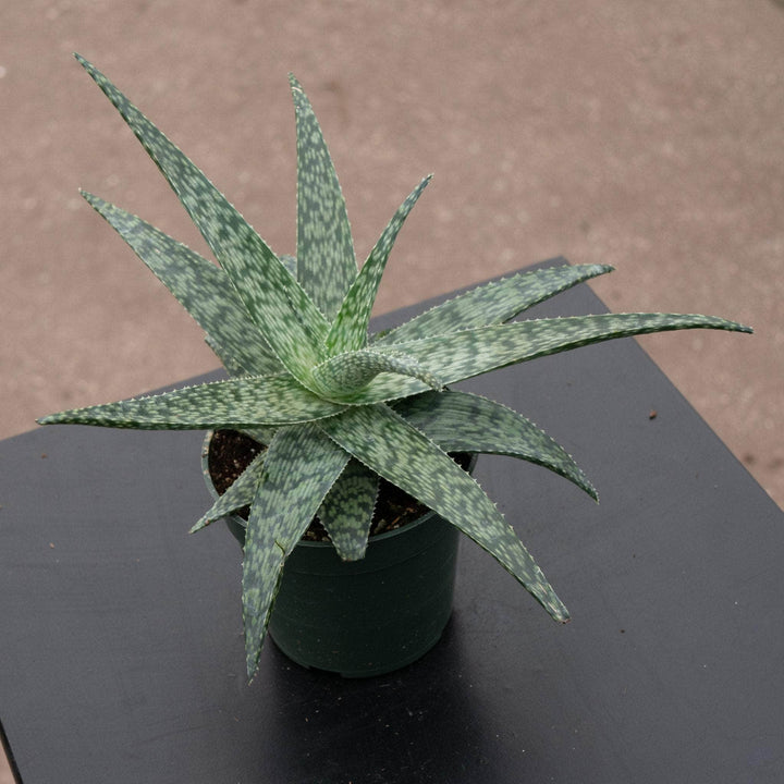 Gabriella Plants Succulent 4" Aloe 'White Fox'