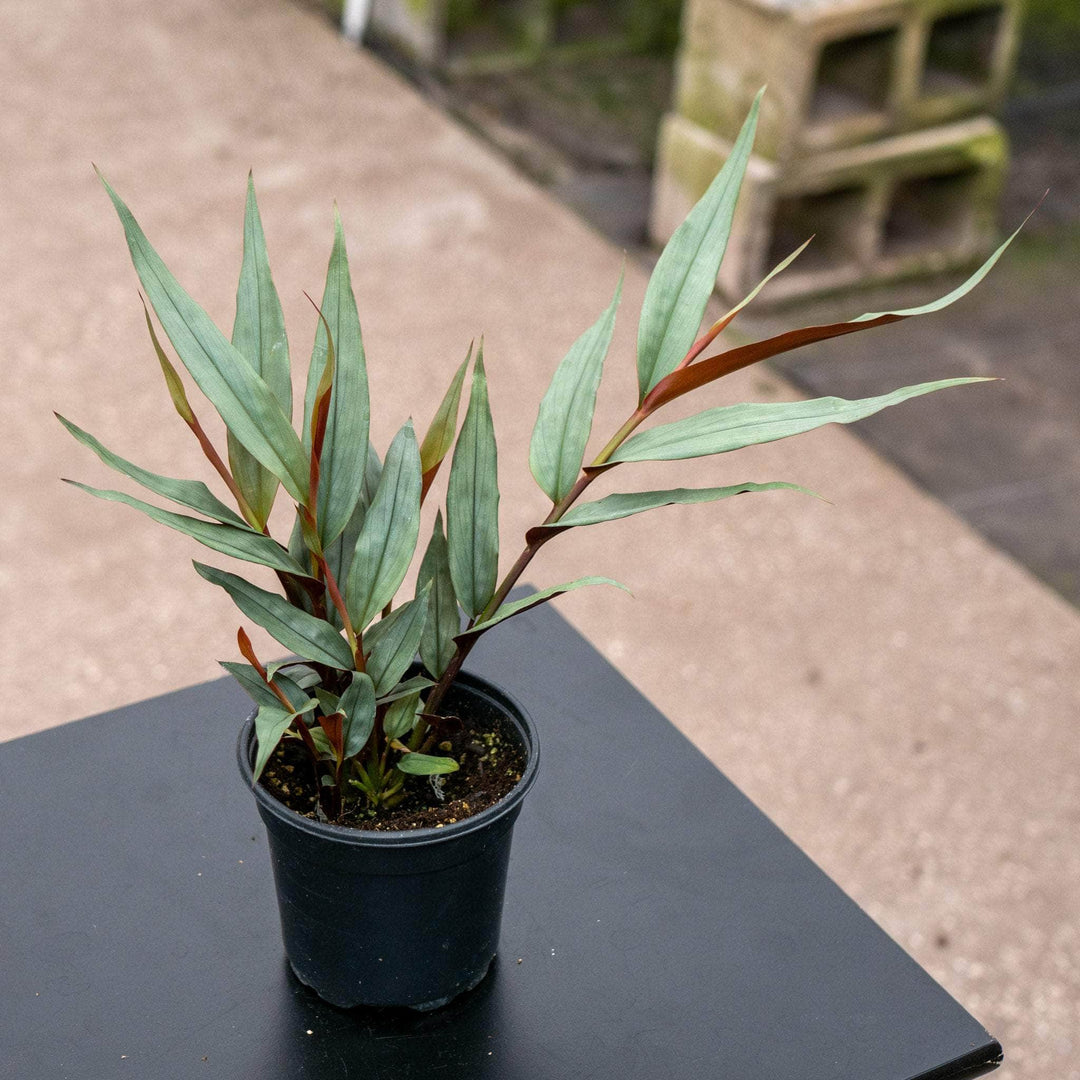 Gabriella Plants Other 4" Alpinia luteocarpa 'Red Rubin'