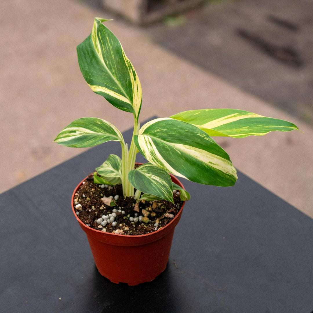 Gabriella Plants Ginger 4" Alpinia zerumbet 'Variegata'