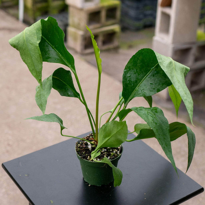 Gabriella Plants Anthurium 4" Anthurium 'Big Red Bird'