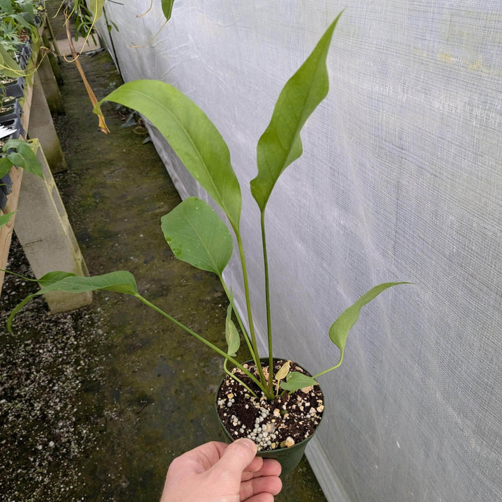 Gabriella Plants Anthurium 4" Anthurium 'Big Red Bird'