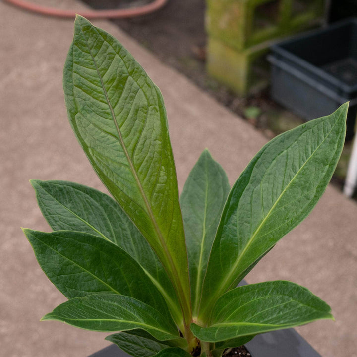 Gabriella Plants Anthurium 4" Anthurium bonplandii ssp. guayanum 'Cobra'