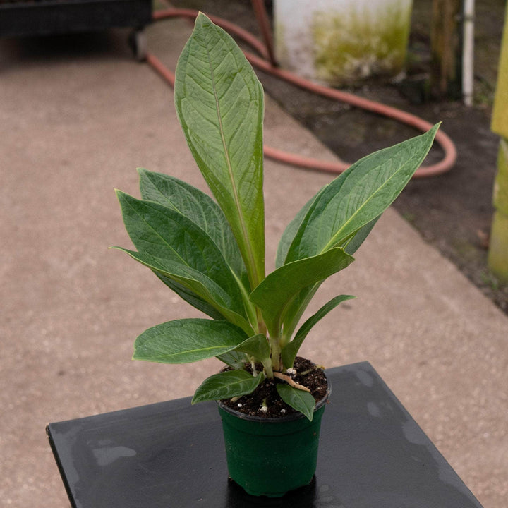 Gabriella Plants Anthurium 4" Anthurium bonplandii ssp. guayanum 'Cobra'