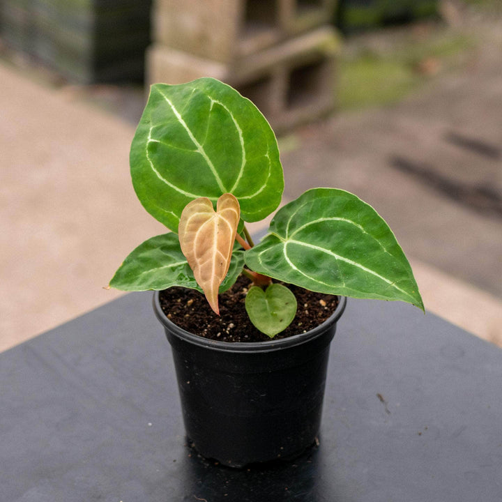 Gabriella Plants Anthurium 4" Anthurium crystallinum