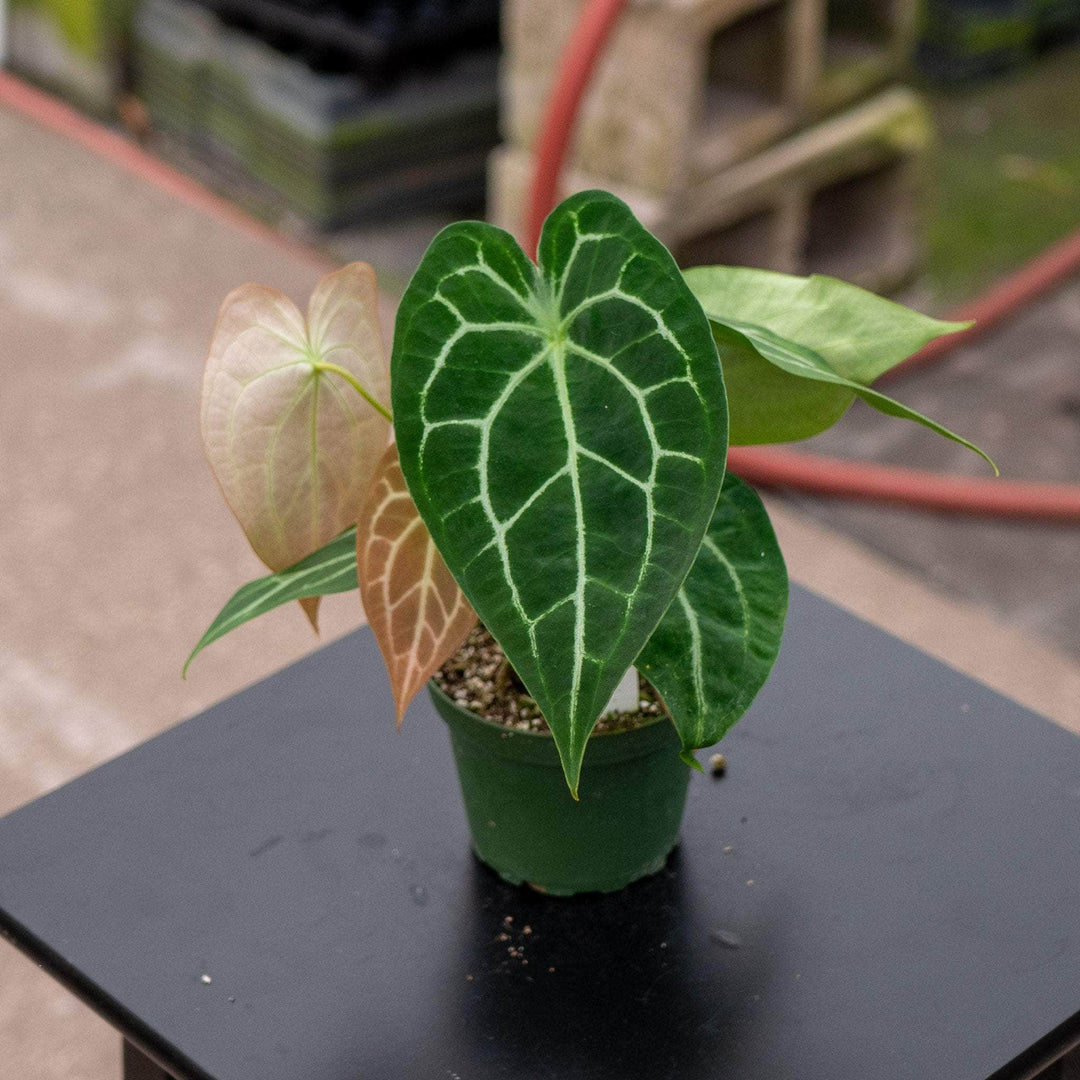 Gabriella Plants Anthurium 4" Anthurium (crystallinum x magnificum) x (forgetii x AOS)