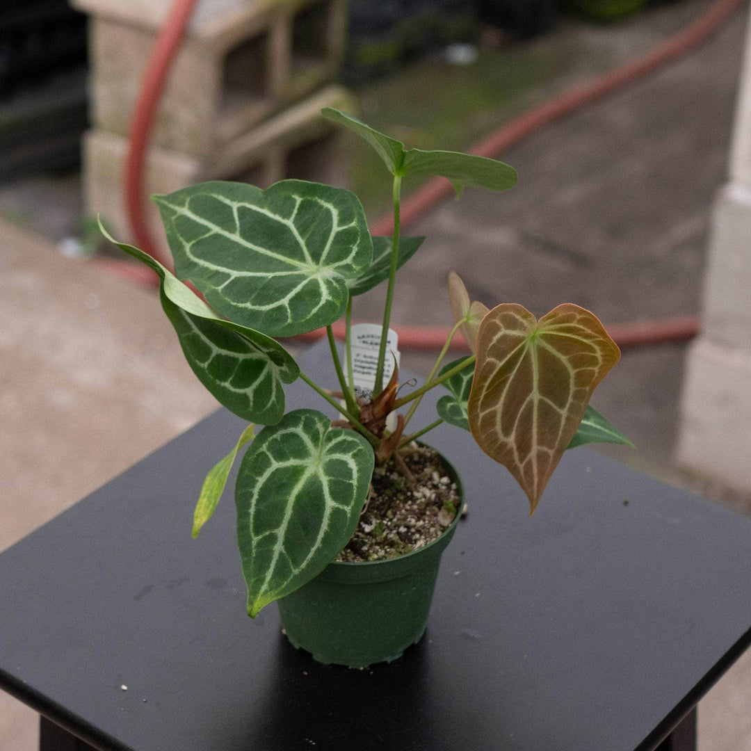 Gabriella Plants Anthurium 4" Anthurium (crystallinum x magnificum) x (forgetii x AOS)