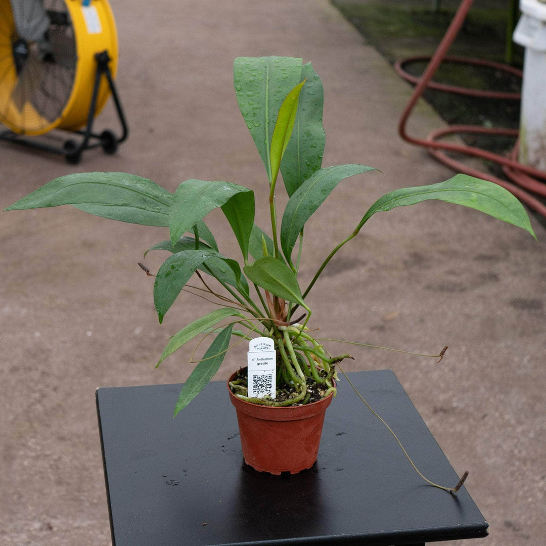 Gabriella Plants Anthurium 4" Anthurium gracile