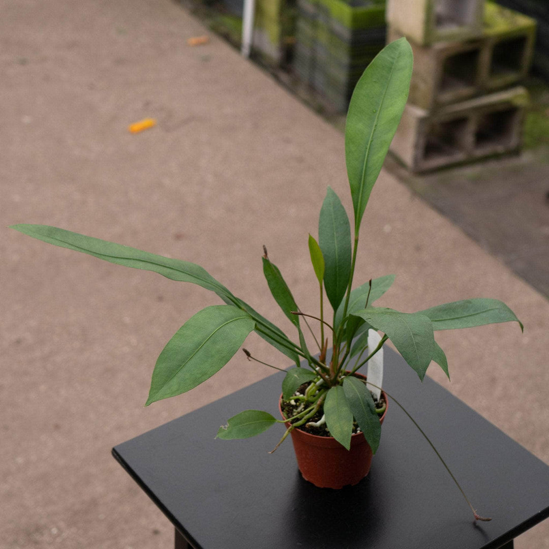 Gabriella Plants Anthurium Anthurium gracile