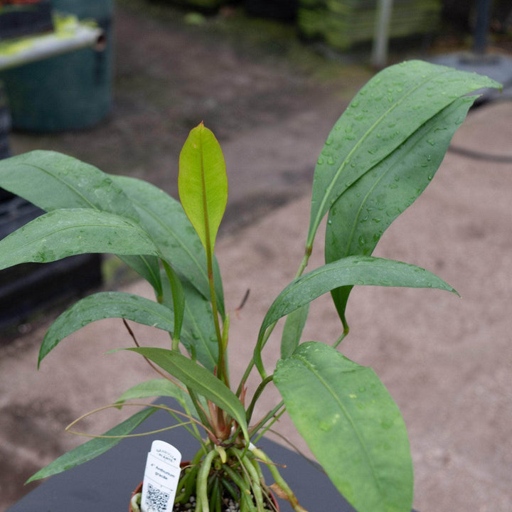 Gabriella Plants Anthurium Anthurium gracile