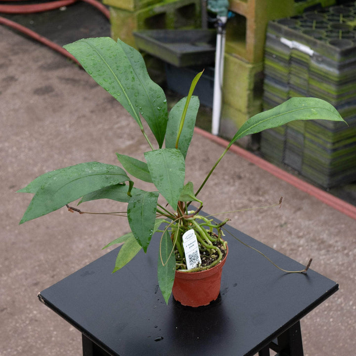 Gabriella Plants Anthurium Anthurium gracile