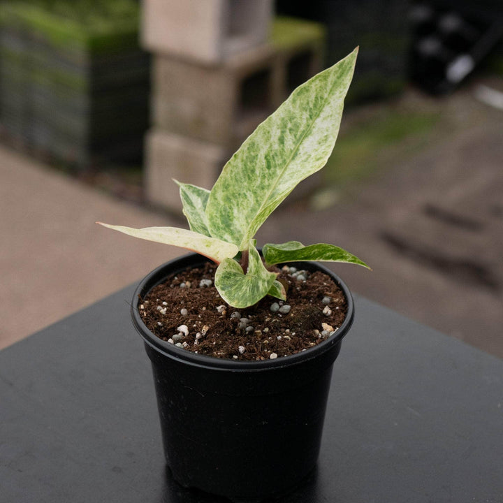 Gabriella Plants Anthurium 4" Anthurium hookeri 'Variegated'