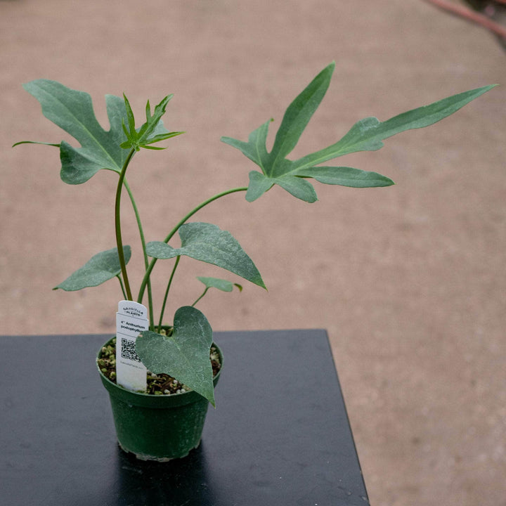 Gabriella Plants Anthurium 4" Anthurium pedatoradiatum "Fingers"