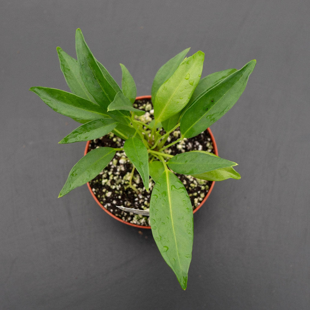 Gabriella Plants Anthurium 4" Anthurium scandens ‘String of Pearls’