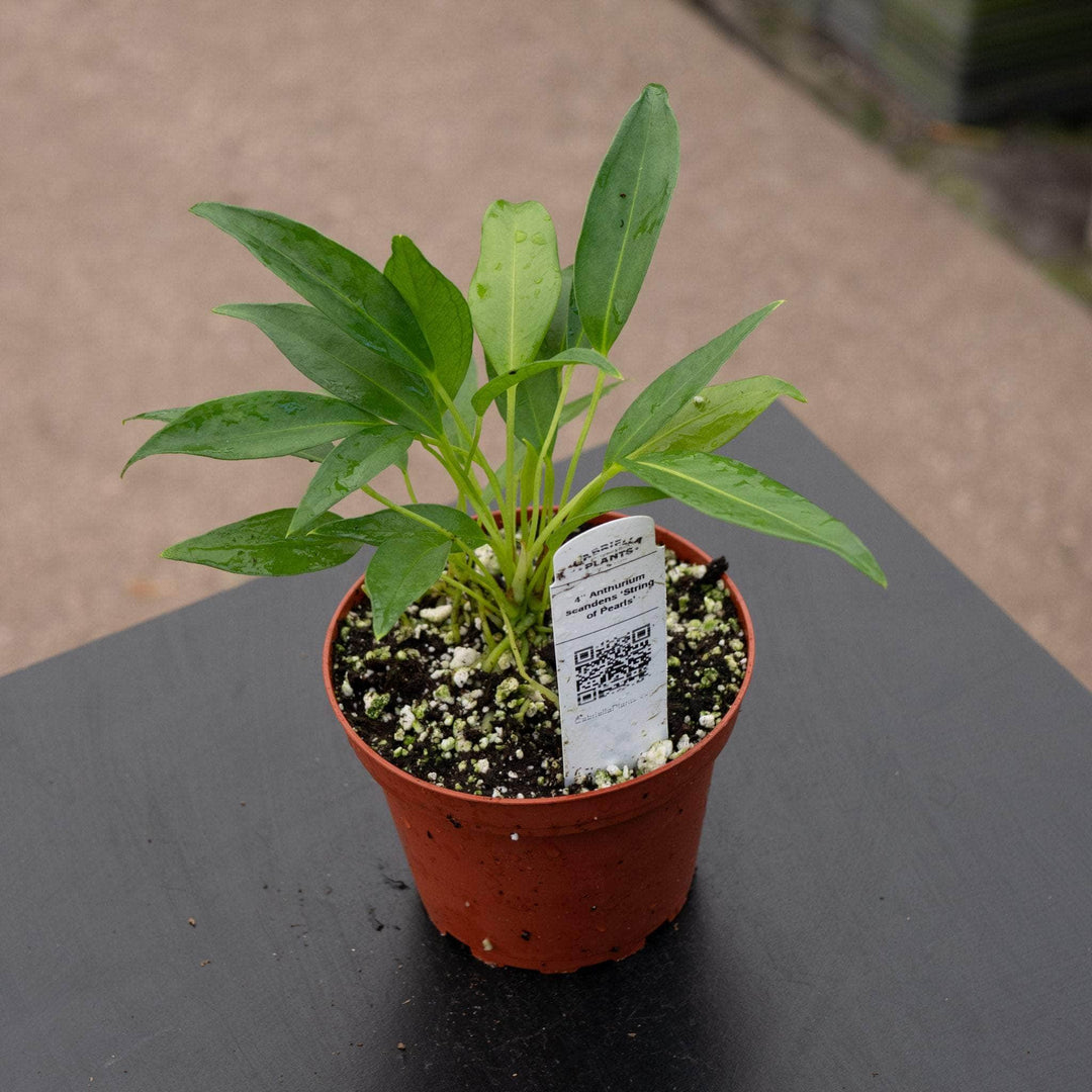 Gabriella Plants Anthurium 4" Anthurium scandens ‘String of Pearls’