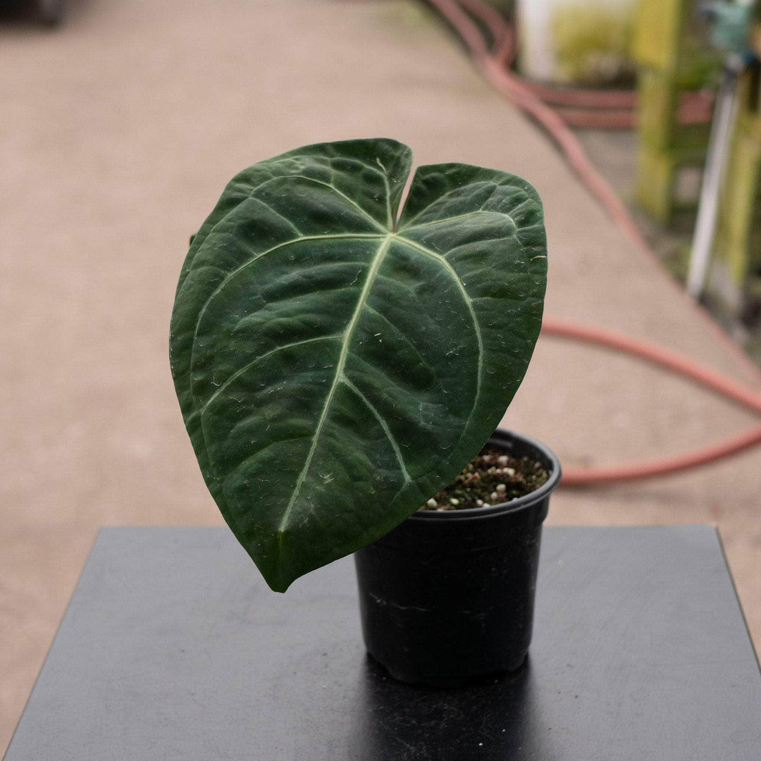 Gabriella Plants Anthurium 4" Anthurium villenaorum