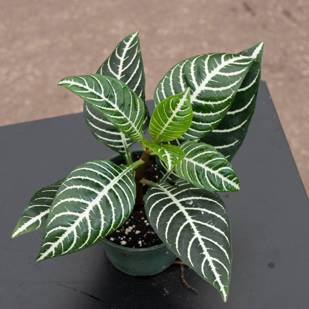 Gabriella Plants Indoor & Outdoor Plants 4" Aphelandra squarrosa 'Dania'