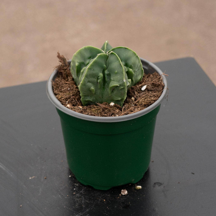 Gabriella Plants Succulent/Cactus 4" Astrophytum myriostigma nudum 'Fukuryu'