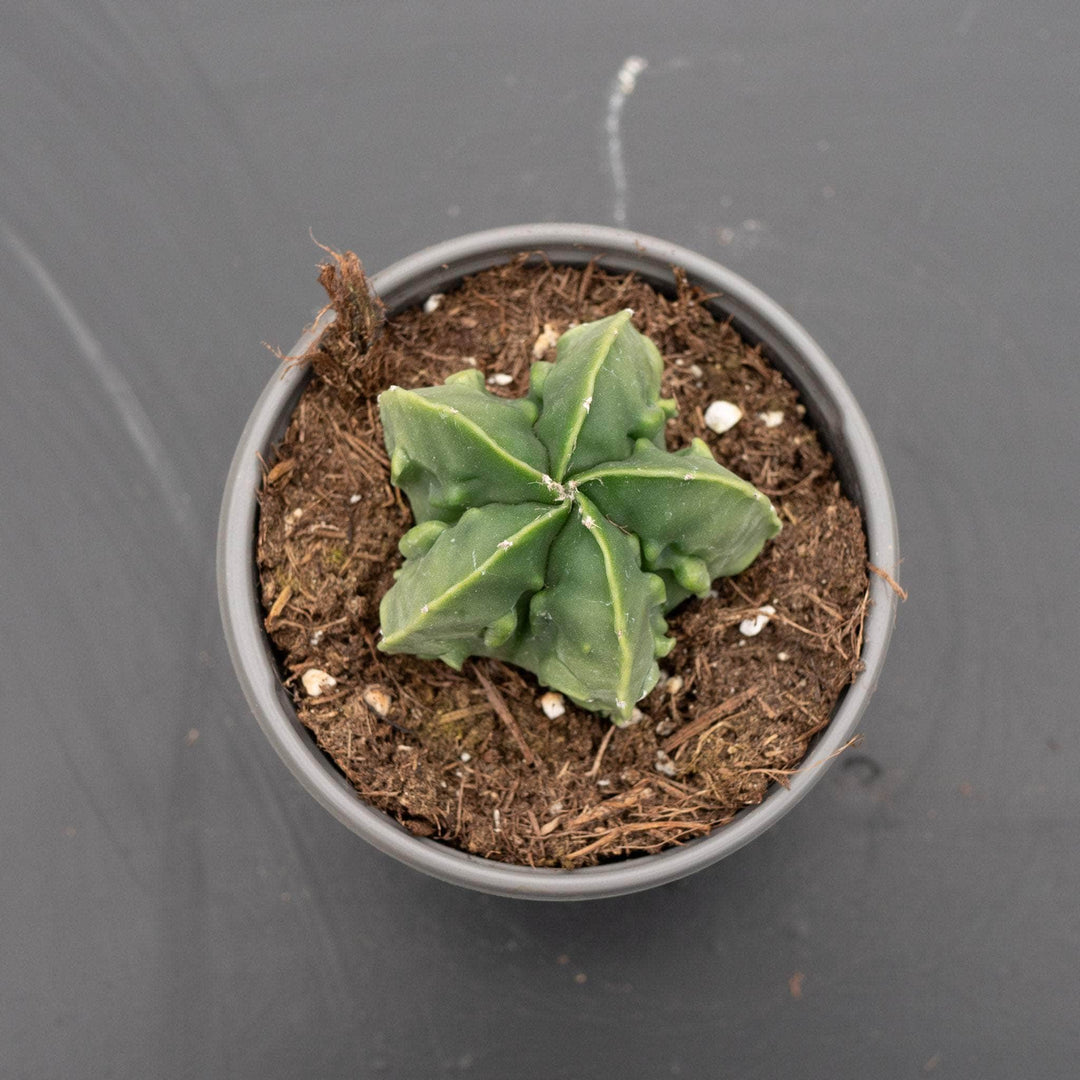 Gabriella Plants Succulent/Cactus 4" Astrophytum myriostigma nudum 'Fukuryu'