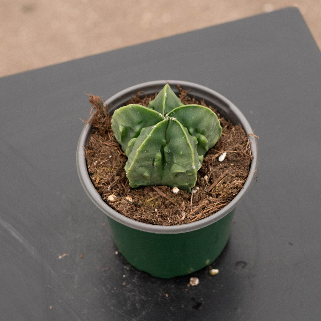 Gabriella Plants Succulent/Cactus 4" Astrophytum myriostigma nudum 'Fukuryu'