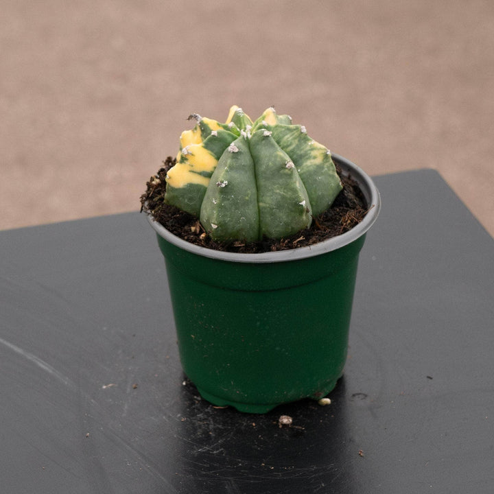 Gabriella Plants Succulent/Cactus 4" Astrophytum myriostigma variegated 'Kikko'