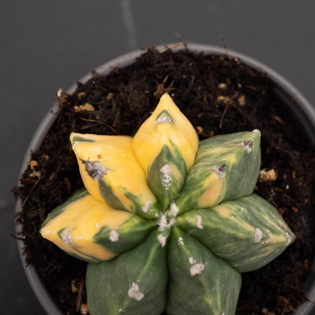 Gabriella Plants Succulent/Cactus 4" Astrophytum myriostigma variegated 'Kikko'