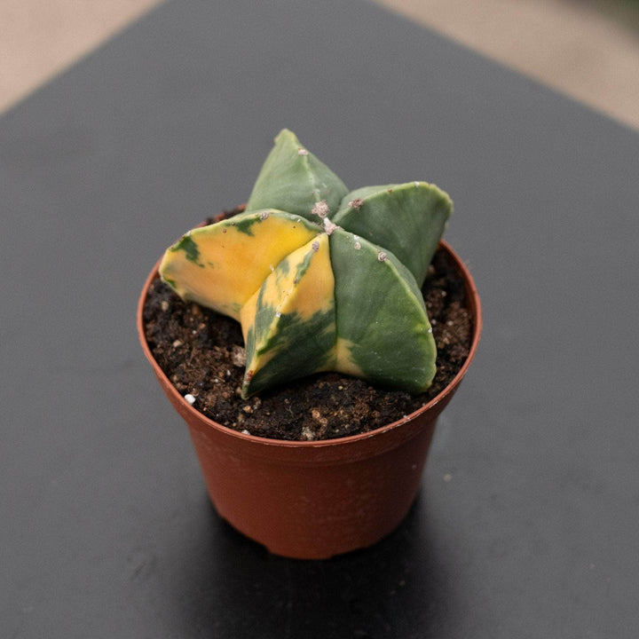 Gabriella Plants Succulent/Cactus 3" Astrophytum myriostygma nudum variegated