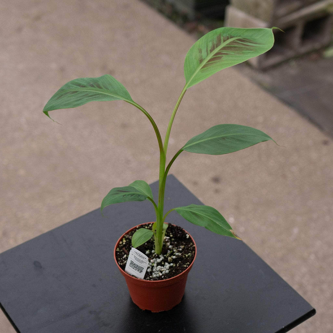 Gabriella Plants Edible 4" Banana Musa sumatrana 'Zebrina'