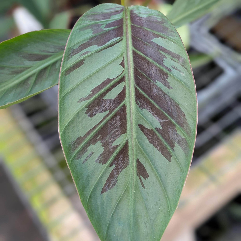 Gabriella Plants Edible 4" Banana Musa sumatrana 'Zebrina'