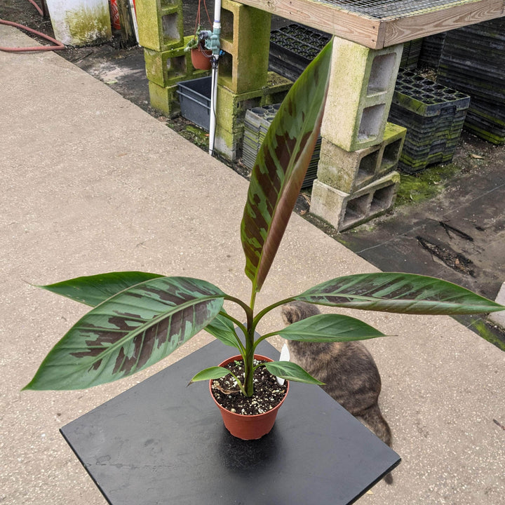 Gabriella Plants Edible 4" Banana Musa sumatrana 'Zebrina'