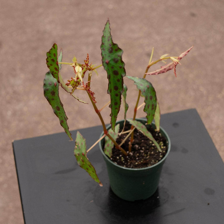 Gabriella Plants Begonia 4" Begonia amphioxus