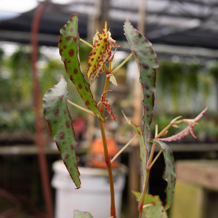 Gabriella Plants Begonia Begonia amphioxus