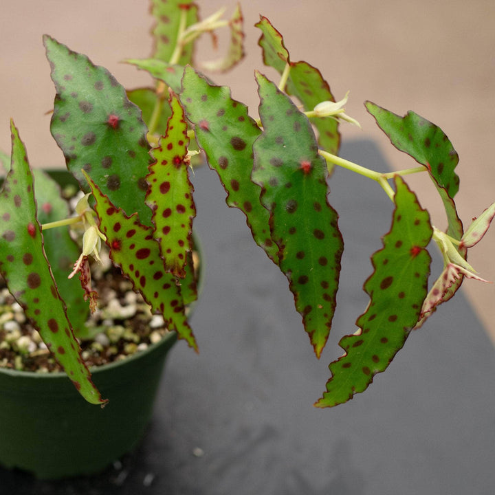 Gabriella Plants Begonia Begonia amphioxus