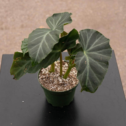 Gabriella Plants Begonia 4