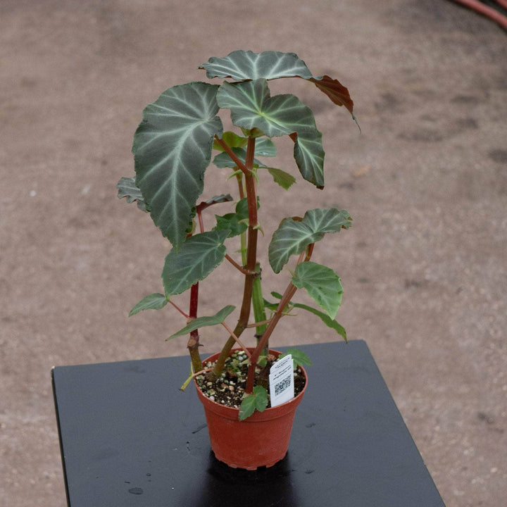 Gabriella Plants Begonia 4" Begonia angularis aff.