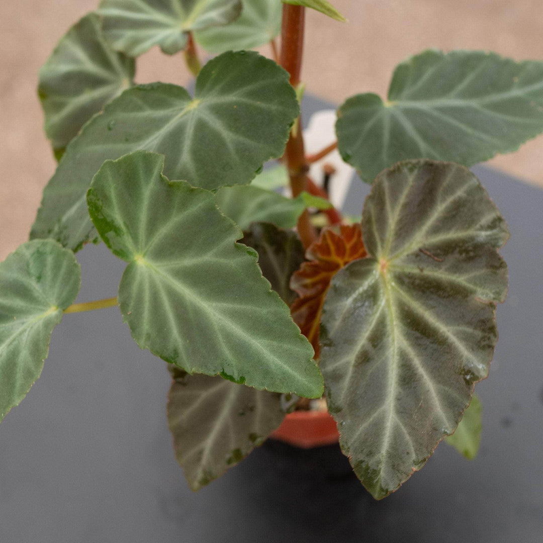 Gabriella Plants Begonia 4" Begonia angularis aff.