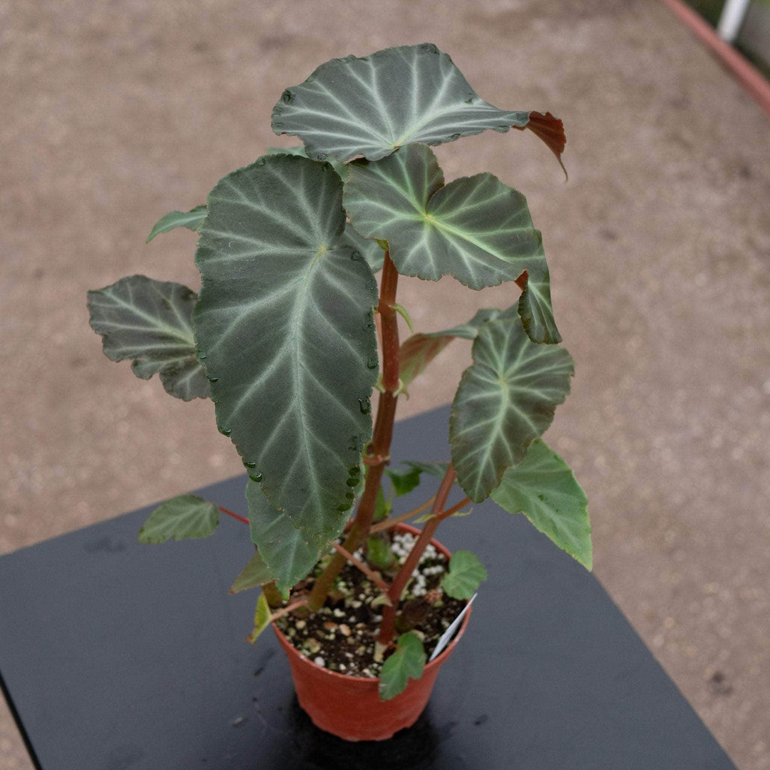 Gabriella Plants Begonia 4" Begonia angularis aff.