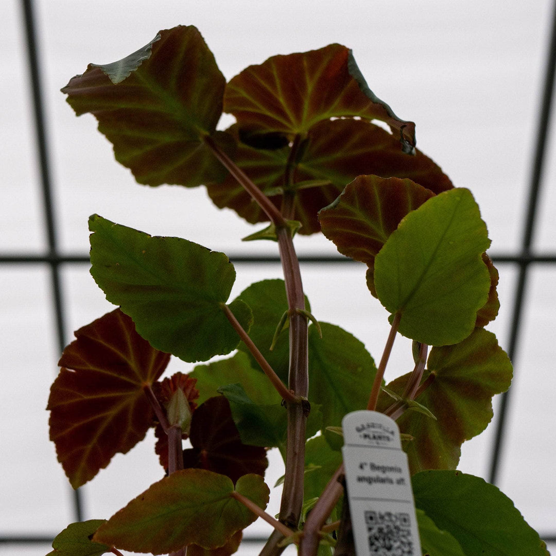 Gabriella Plants Begonia 4" Begonia angularis aff.