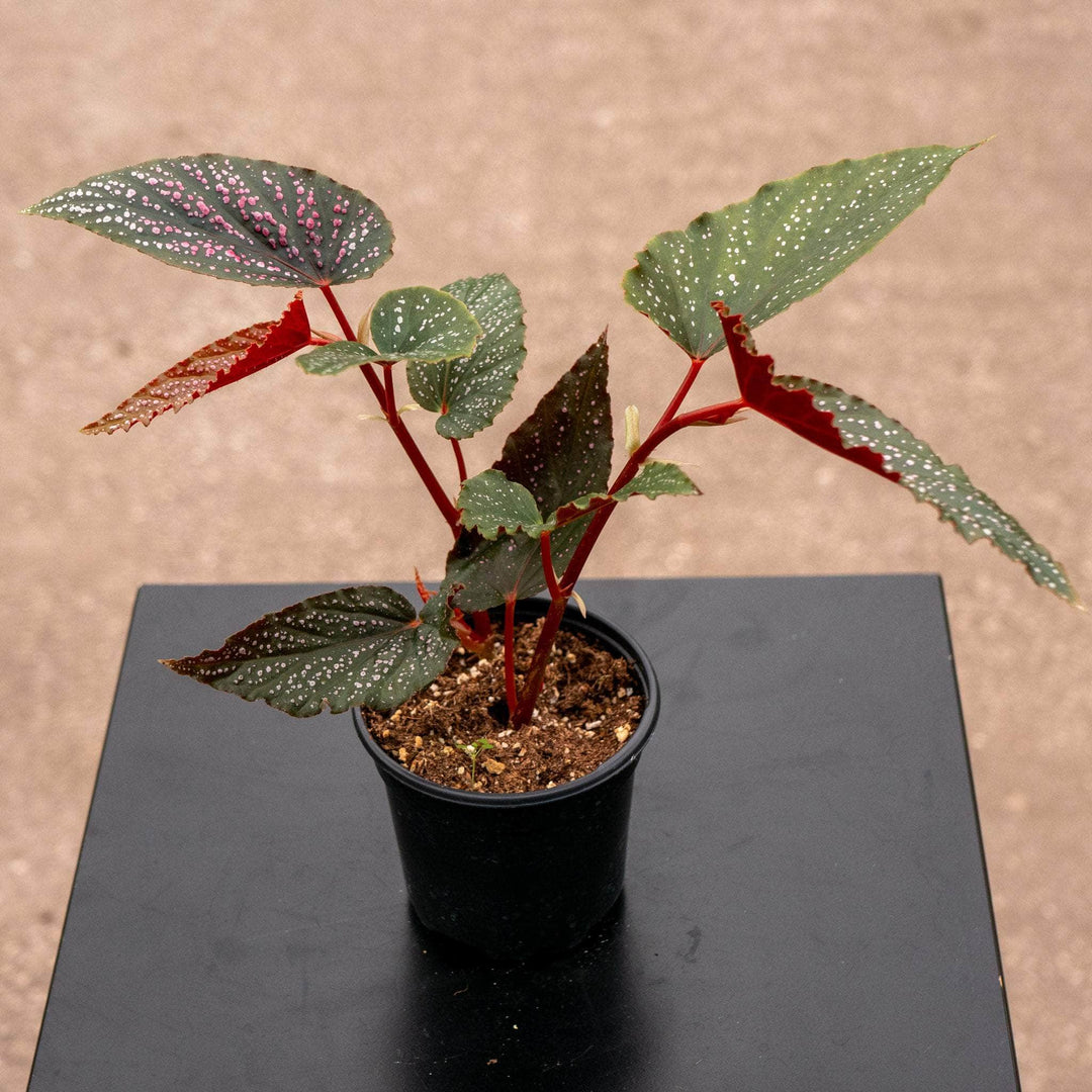 Gabriella Plants Begonia 4' Begonia 'Benigo Pink' 'Pink Spots'