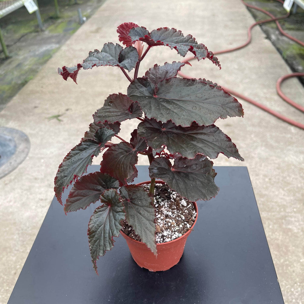 Gabriella Plants Begonia 4" Begonia 'Black Magic'