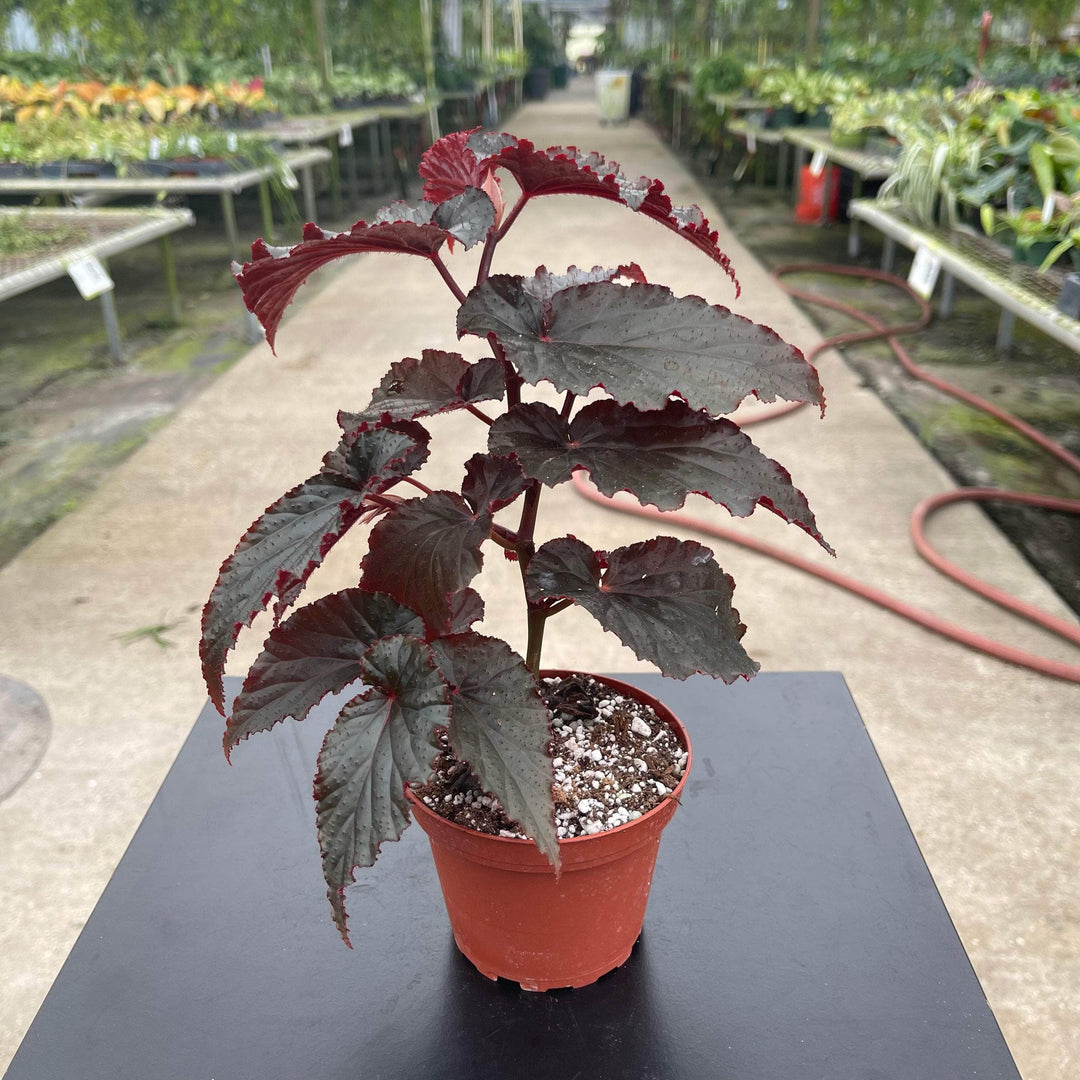 Gabriella Plants Begonia 4" Begonia 'Black Magic'