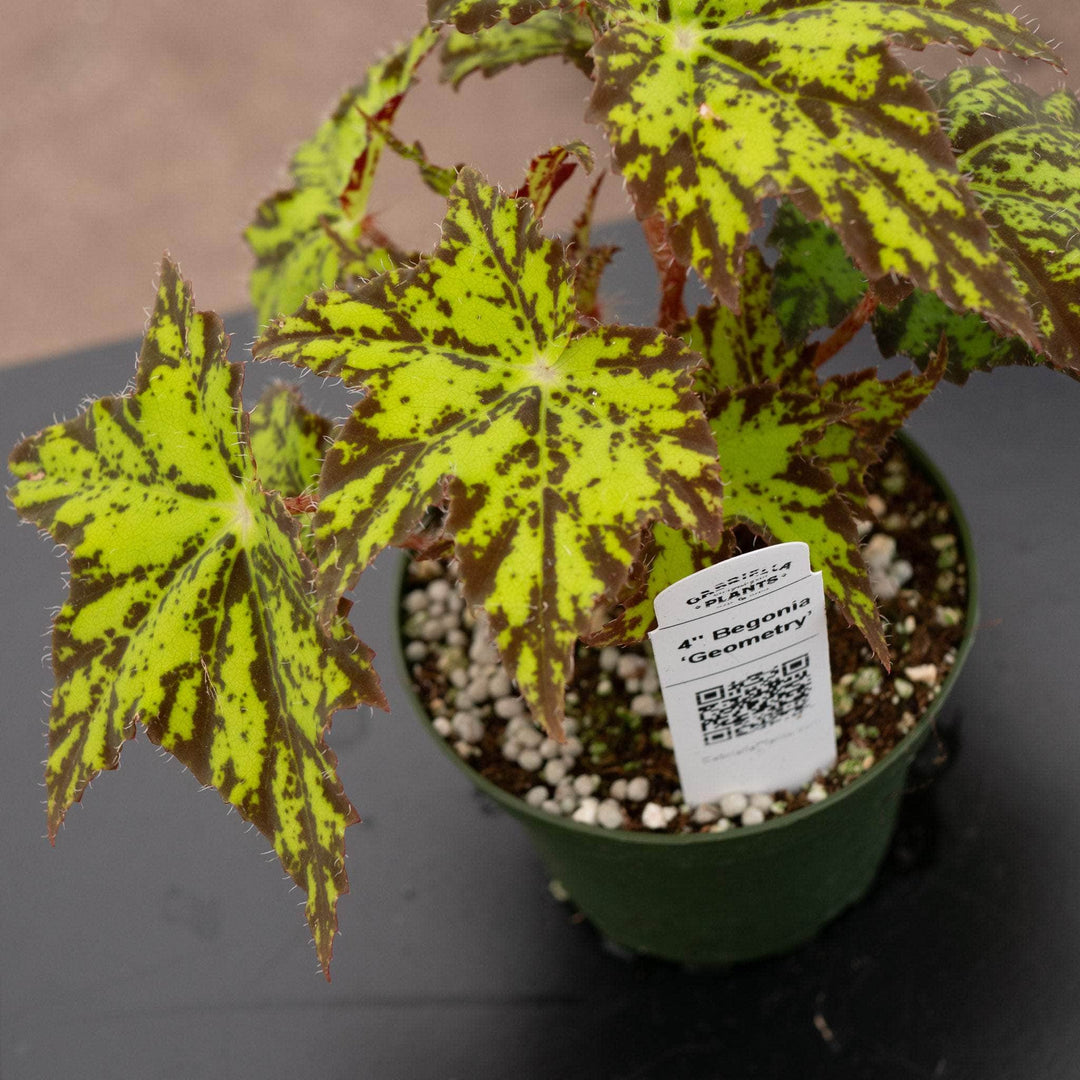 Gabriella Plants Begonia 4" Begonia ‘Geometry’