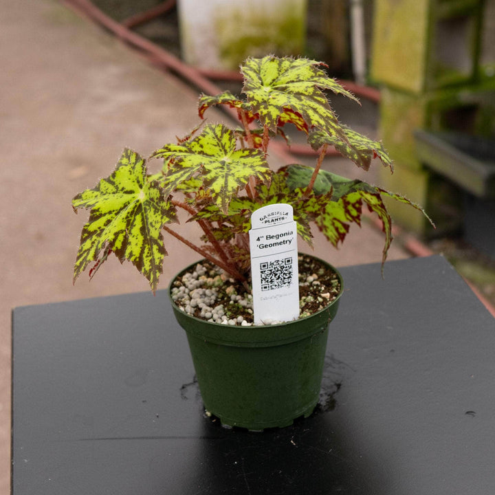 Gabriella Plants Begonia 4" Begonia ‘Geometry’